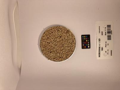 Click for 1 image(s) for this accession. SEED